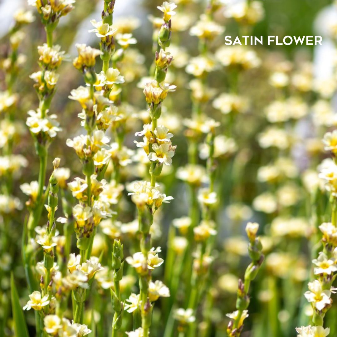 Satin Flower